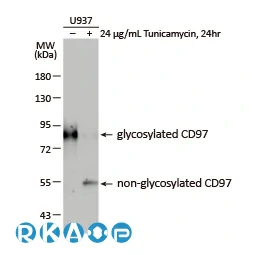 CD97 antibody [HL1925]